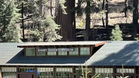 Sequoia National Park – The Ultimate Giant Tree Theme Park! 🌟🌿 — traveler post in Three Rivers