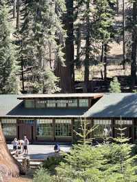 Sequoia National Park – The Ultimate Giant Tree Theme Park! 🌟🌿