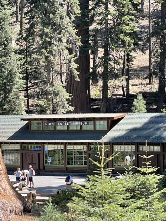 Sequoia National Park – The Ultimate Giant Tree Theme Park! 🌟🌿
