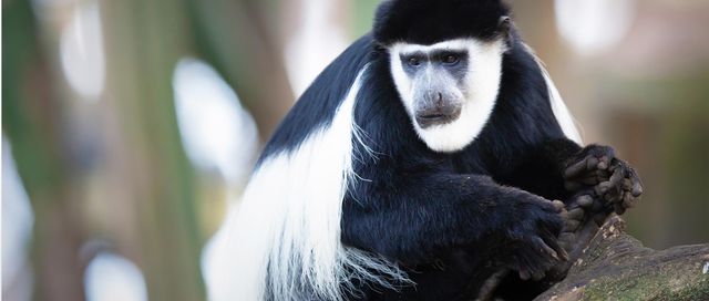 MONKEY SPECIES OF UGANDA: A PRIMATE PARADISE