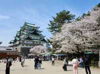 Nagoya Vibes: Castles, Cherry Blossoms, and Local Flavors