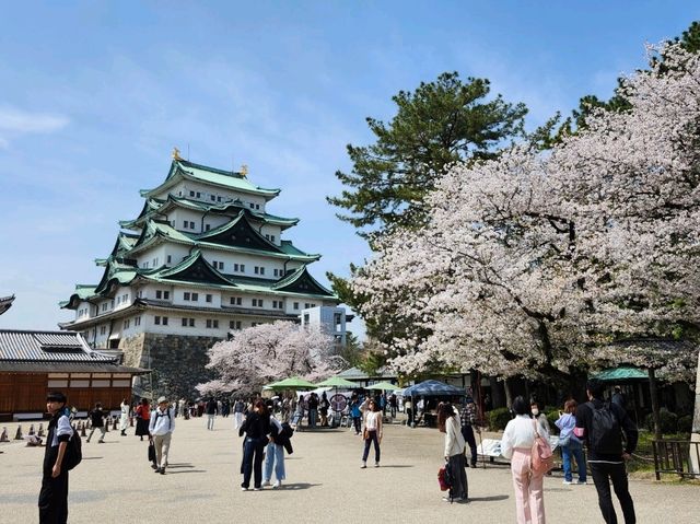 Nagoya Vibes: Castles, Cherry Blossoms, and Local Flavors