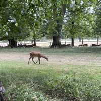 Nottingham🇬🇧Review of Wollaton Hall and Deer Park🦌🏞️