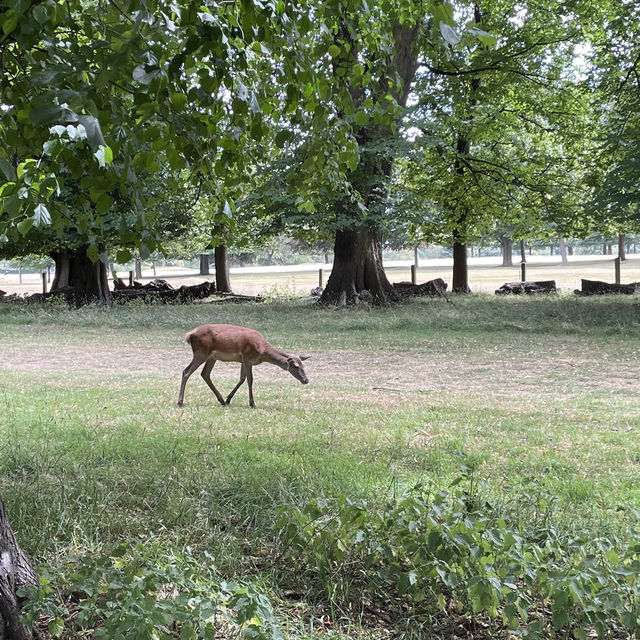 Nottingham🇬🇧Review of Wollaton Hall and Deer Park🦌🏞️