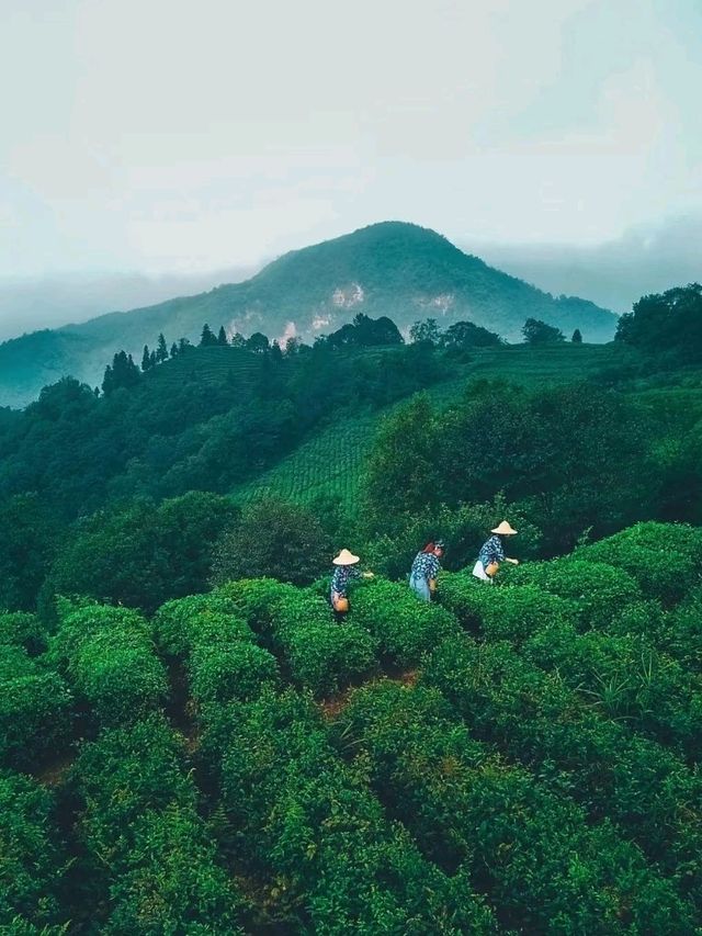 ⛰️ Mengding Mountain – The Ancient Cradle of Chinese Tea