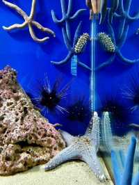 A Fascinating Visit to the Oceanographic Museum in Nha Trang