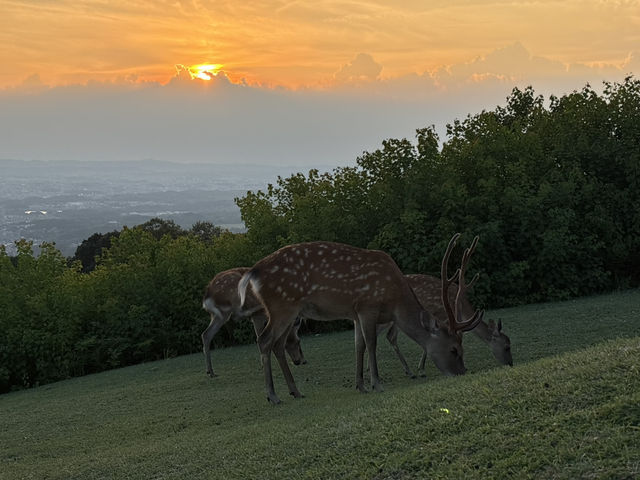 🦌 Nara’s Peaceful Charm – Deer & Temples