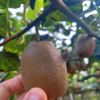 Harvesting Kiwis in Fengyu Village, Shaanxi 🍃🥝🐓