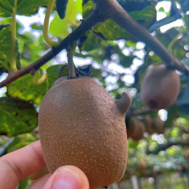 Harvesting Kiwis in Fengyu Village, Shaanxi 🍃🥝🐓