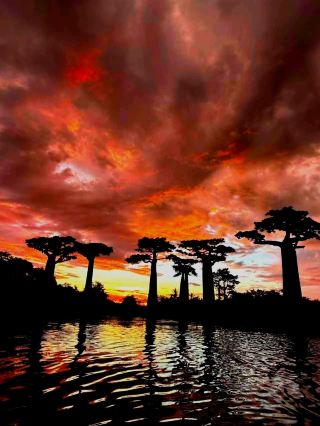 ฝันถึงการพักผ่อนช่วงฤดูร้อนท่ามกลางทิวทัศน์ธรรมชาติอันงดงามอยู่หรือเปล่า? นี่คือเคล็ดลับดีๆ สำหรับใครก็ตามที่ตามหาสถานที่มหัศจรรย์ในมาดากัสการ์หรืออิตาลี! 🌅🌴✨ บล็อกนี้จะพาไปชมถนนต้นเบาบับใกล้เมืองโมรอนดาวา – ที่โด่งดังจากต้นไม้ในตำนานและพระอาทิตย์ตกสีทองอร่าม – และจุดนัดพบริมทะเลสุดอบอุ่นที่ Roccella Ionica บนชายฝั่ง Calabria เชื่อฉันเถอะ: ความแตกต่างระหว่างต้นเบาบับที่อาบไปด้วยแสงอาทิตย์ยามเย็นและคลื่นทะเลไอโอเนียนอันกว้างใหญ่ จะสร้างบรรยากาศการเดินทางที่แสนวิเศษ 🏖️

สถานที่ที่ต้องไปชม:
1. ถนนต้นเบาบับ ใกล้เมืองโมรอนดาวา มาดากัสการ์
- ช่วงเวลาที่ดีที่สุด: พระอาทิตย์ตกดิน – แสงจะเปลี่ยนทุกอย่างเป็นสีส้มและงดงามราวกับความฝัน!
- ที่ตั้ง: ถนนหลวงหมายเลข 8 ห่างจากเมืองโมรอนดาวาไปทางเหนือประมาณ 20 กิโลเมตร ไม่มีค่าเข้าชม แต่ควรเช่ารถยนต์/ตุ๊กตุ๊กเพื่อความสะดวกในการเดินทาง
- เคล็ดลับของฉัน: ออกไปตอนพลบค่ำเพื่อถ่ายรูปสวยๆ อย่ารีบร้อน – ดื่มด่ำกับบรรยากาศ! บริเวณนี้ปลอดภัย แต่ควรเดินตามเส้นทางหลักและระวังสัตว์ป่าในท้องถิ่น

2. หาด Roccella Ionica, Calabria, อิตาลี
- ที่อยู่: Lungomare, Roccella Ionica 89047
- เมืองชายทะเลแห่งนี้เต็มไปด้วยบรรยากาศสบายๆ น้ำทะเลสีฟ้าใส ทรายนุ่ม และคาเฟ่ริมหาดที่เปิดจนดึก
- เคล็ดลับของฉัน: ช่วงนอกฤดูกาล (ฤดูใบไม้ผลิ/ฤดูใบไม้ร่วง) คนน้อยกว่าและอาหารราคาถูกกว่า ลองทานพาสต้าซีฟู้ดที่ Trattoria da Cesare (ตั้งอยู่บน Lungomare)!

วิธีการเดินทาง:

- Morondava: รถแท็กซี่หรือตุ๊กตุ๊กในท้องถิ่น สำหรับจุดชมต้นเบาบับ ควรติดต่อรถจากตัวเมืองและต่อรองราคาก่อน!

- Roccella Ionica: สามารถเดินไปได้ทุกที่ รถไฟจาก Reggio Calabria หรือ Lamezia Terme จะจอดใกล้กับริมทะเล

ข้อมูลสำคัญ:
- วีซ่ามาดากัสการ์ขอได้ง่ายเมื่อเดินทางมาถึง Morondava สำหรับอิตาลี นักท่องเที่ยวจากสหภาพยุโรปไม่ต้องขอวีซ่า
- เงิน: มาดากัสการ์ใช้เงิน Ariary (เงินสดสะดวกที่สุด) อิตาลีนั้นเรียบง่ายด้วยไพ่
- สภาพอากาศ: ฤดูแล้งของมาดากัสการ์ (เมษายน-พฤศจิกายน) ดีที่สุด ส่วน Roccella Ionica นั้นงดงามมากตั้งแต่เดือนพฤษภาคม-ตุลาคม

#MorondavaMagic #BaobabAvenue #RoccellaIonica #SunsetVibes #NatureVision