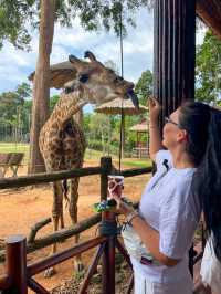 A morning with giraffes at Vinpearl Safari Phu Quoc