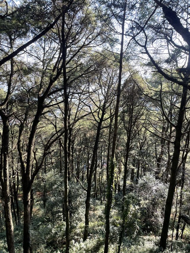 Xishan Forest Hike, Kunming 🍃⛰️