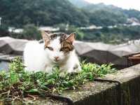 「猴硐貓村」偶遇喵星人