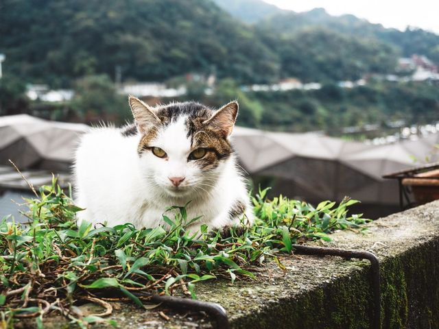 「猴硐貓村」偶遇喵星人
