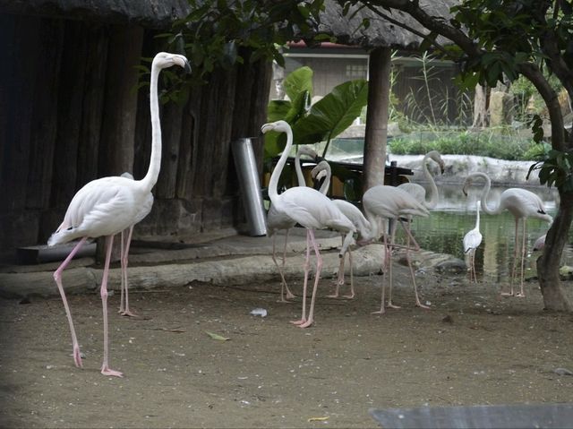 Up Close with Beautiful Animals!🇵🇭