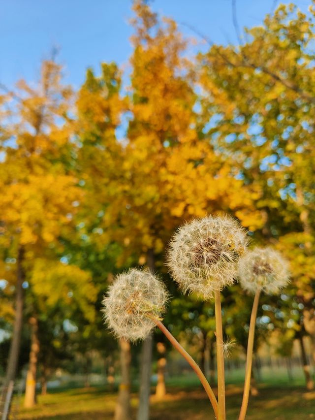 擁有森林棧道的天津免費公園