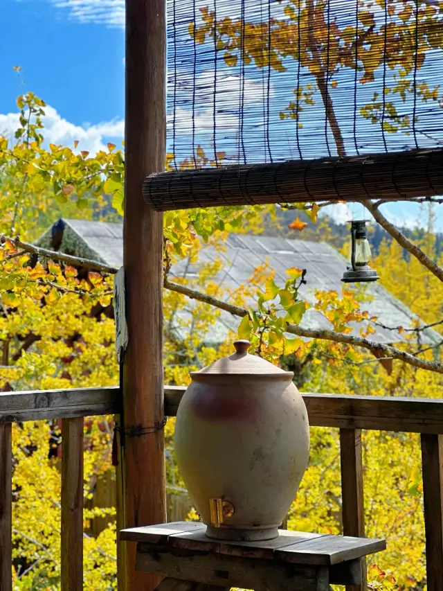 Tengchong is a great place to drink tea and watch ginkgo!