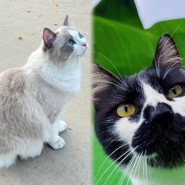 流浪不是小動物的符號，一起去肥貓島吧