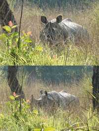 狂野奇特旺，叢林裡追逐遺產級的亞洲獨角犀牛