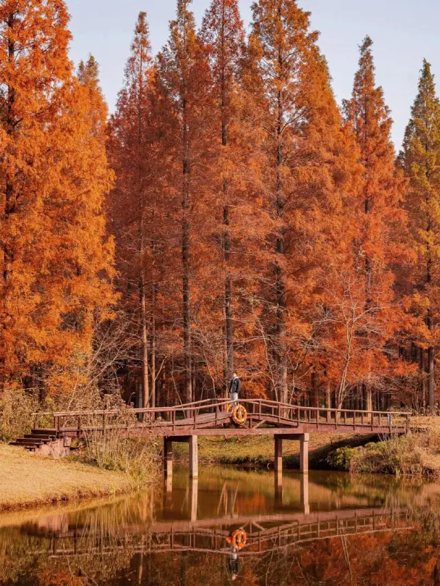 Strongly recommended, the fairy tale forest that must be seen in December!