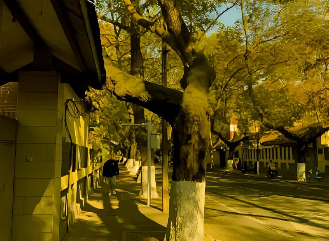 Yihe Road in Nanjing, the most beautiful street for photo check-in