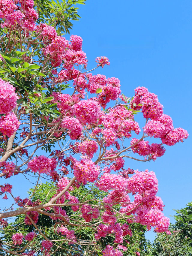 陸河紫花風鈴木