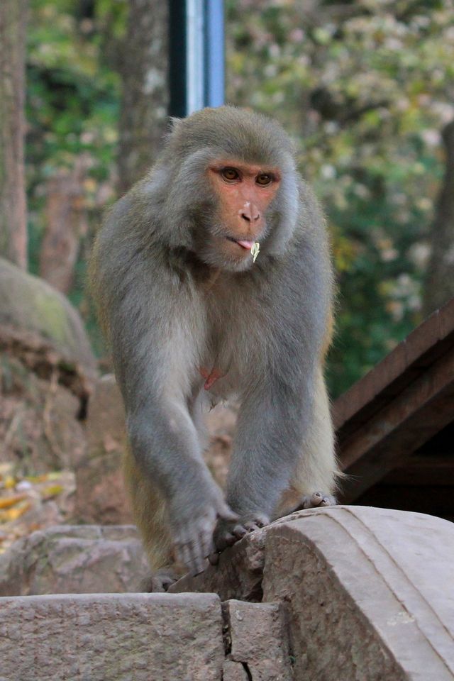 遊瀘山，寺廟、博物館、登山和靈猴