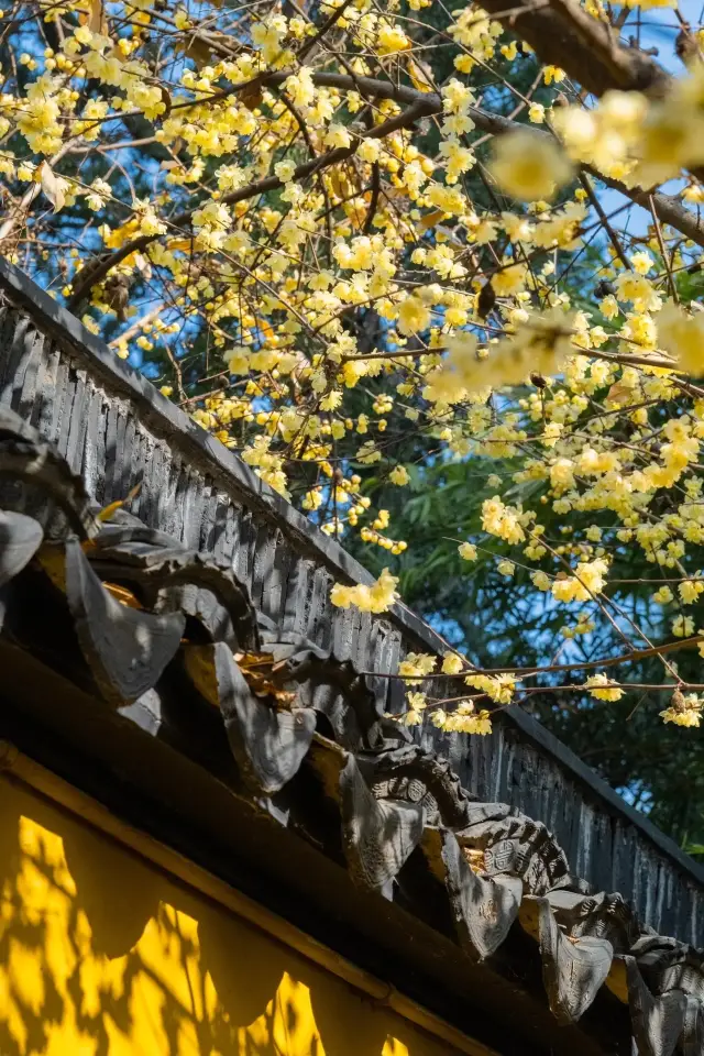 北寺塔の冬の庭の梅の香りが鼻をつく黄色い壁の蝋梅について