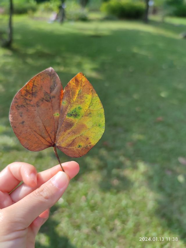 西雙版納中科院植物園，告莊出發攻略