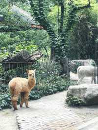 把夏天和小動物們都裝進裡