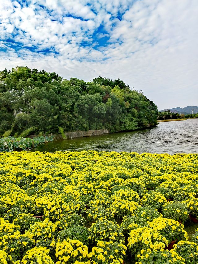 義烏植物園，菊韻醉金秋