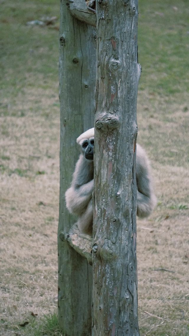 上海野生動物園丨旅遊打卡景點攻略