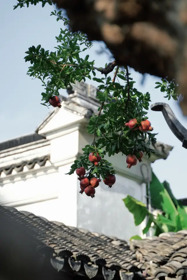 Suzhou | The pomegranates in Yiyuan are red, and autumn is here