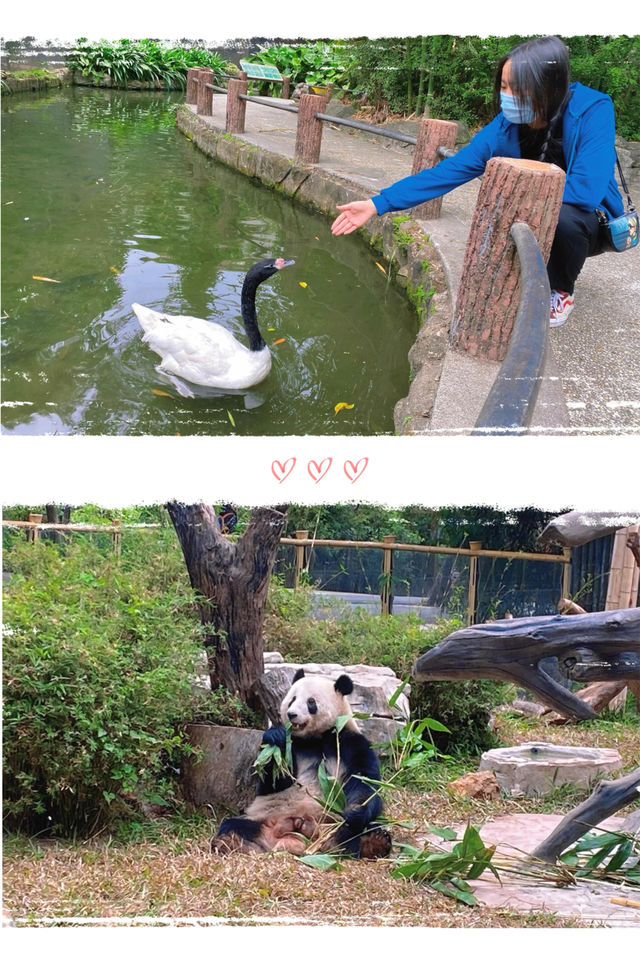 週末來看廣州動物園 “黑白飯團”大熊貓剛好