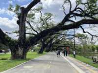 絕美的太平湖和Raintree Walk
