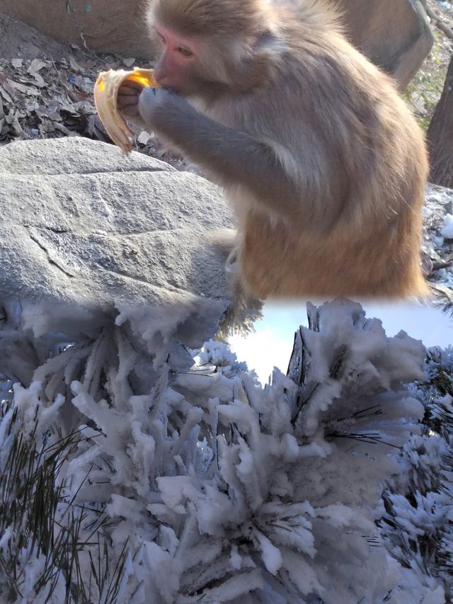 花果山很好下次還要來 剛下過雪後的花果山美的夢幻