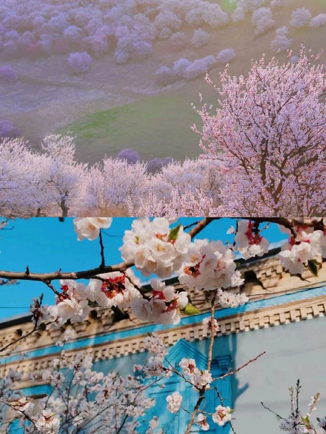 新疆伊寧春日之約，賽裡木湖那拉提