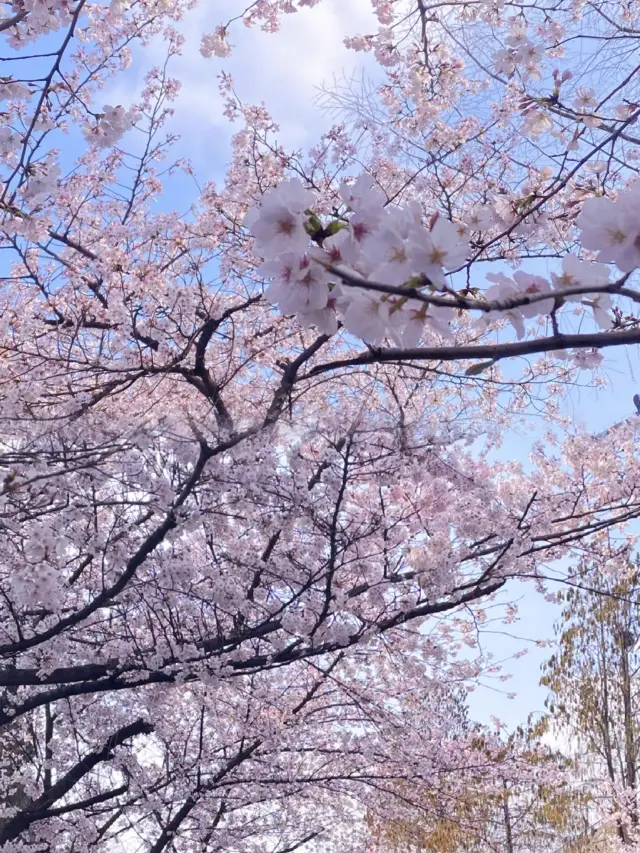 Venturing to the human world for a splendid soiree, Nanjing's cherry blossoms offer a romantic feast