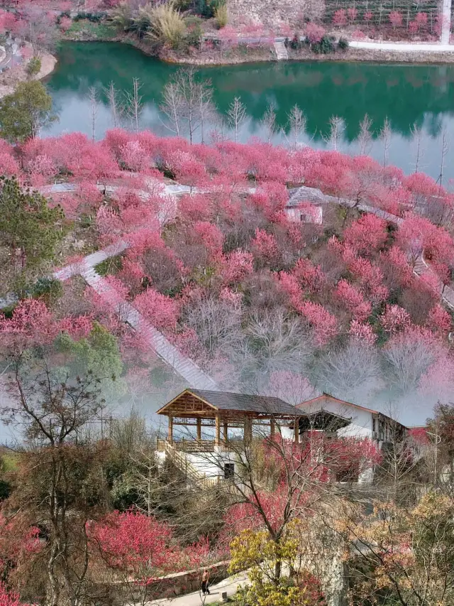 It's really Wuhan!! | A plum blossom secret realm that 99% of people still don't know about