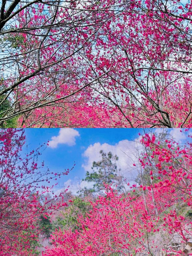 救命！武漢居然不宣傳這個開滿梅花的山谷