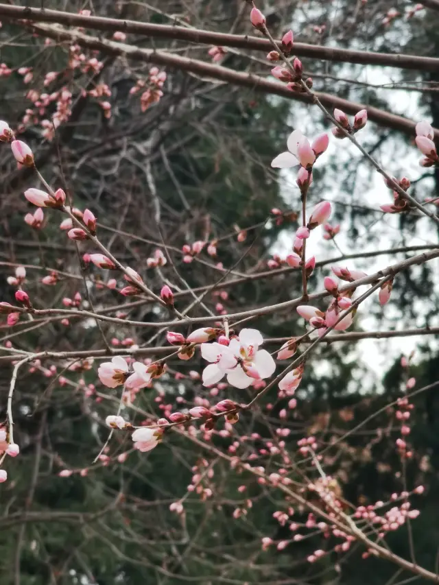 ไปชมดอกไม้ในฤดูใบไม้ผลิต้องไปที่สวนสาธารณะ - สวนจงซาน