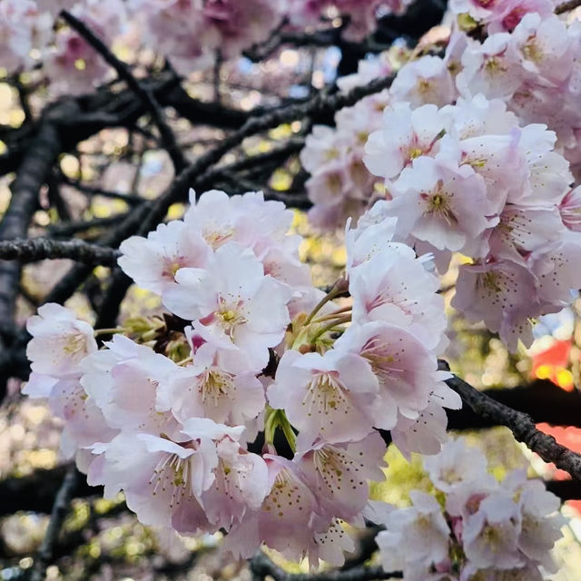 打卡日本東睿山櫻花啦