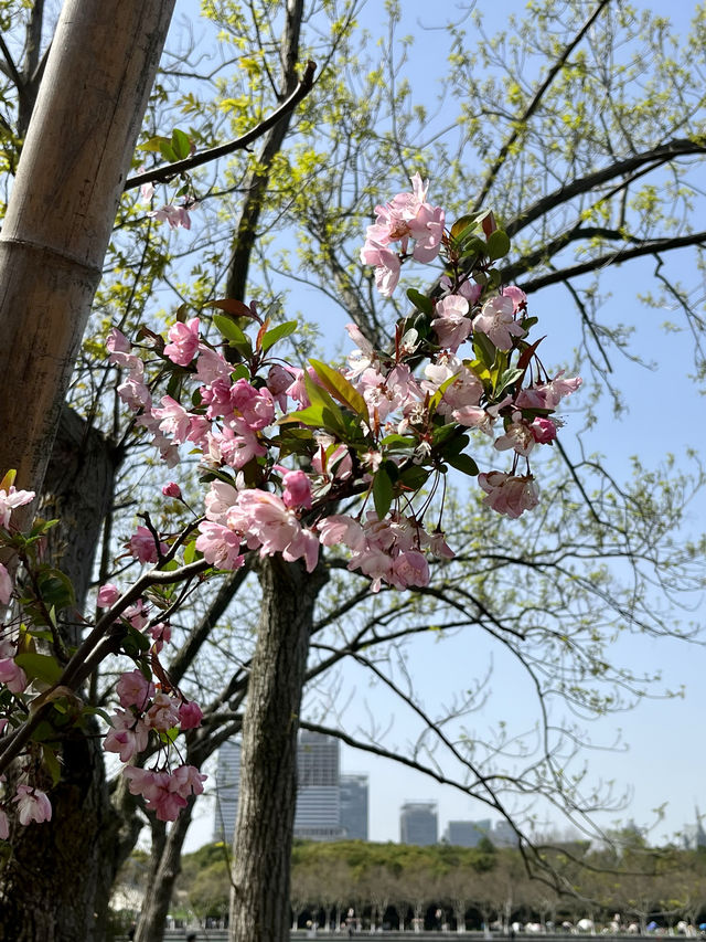 探索城市綠洲—上海世紀公園暢遊指南！