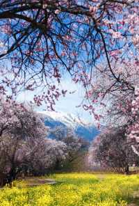 嘎拉村桃花朵朵開