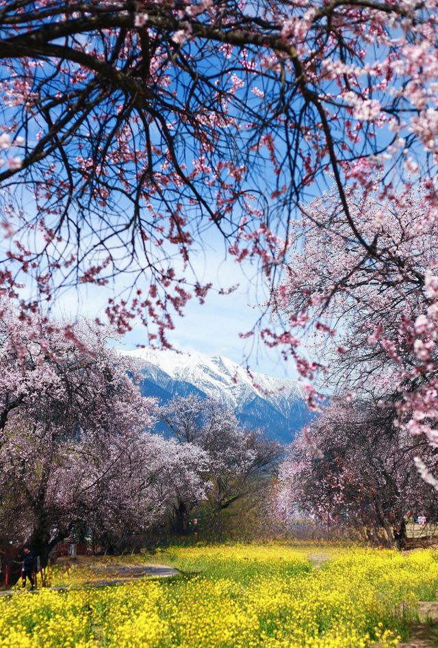 嘎拉村桃花朵朵開