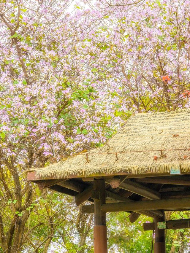 搭乘地鐵直達免費賞賞海珠湖公園的紫荆花