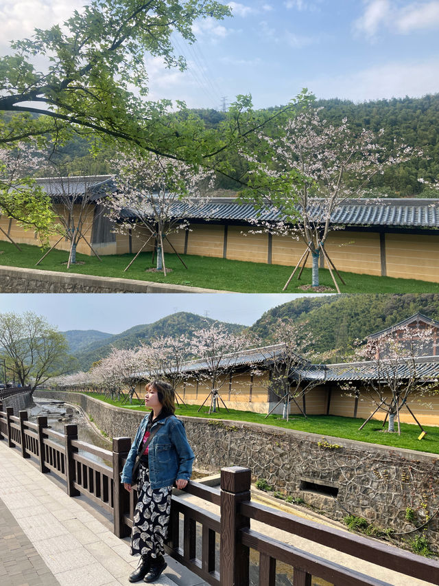 上海周邊自駕遊 九龍湖香山教寺的櫻花