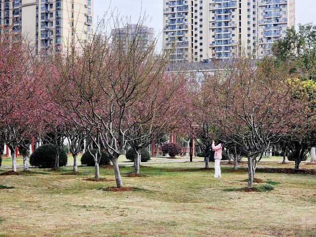 武漢｜免費賞花好去處——荷蘭風情園