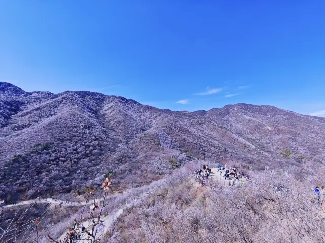 郊外で花見するのに最高の場所、山々に咲き乱れる山桃の花