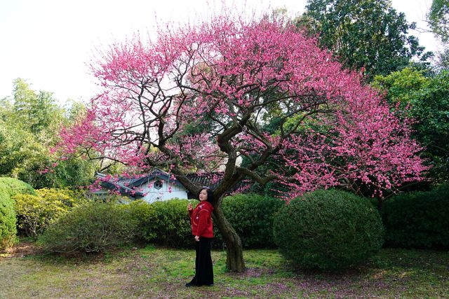 中國杜鵑園